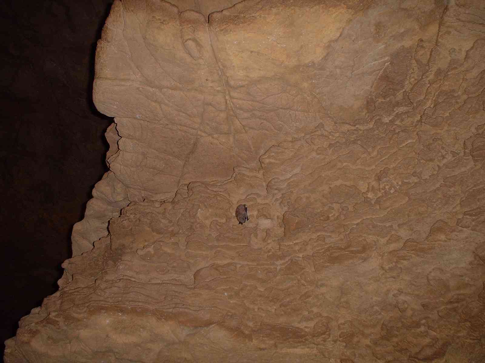Hibernating bat on a plain wall