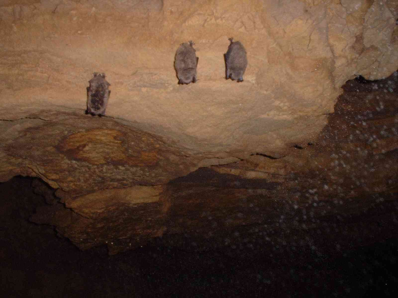 Three hibernating bats