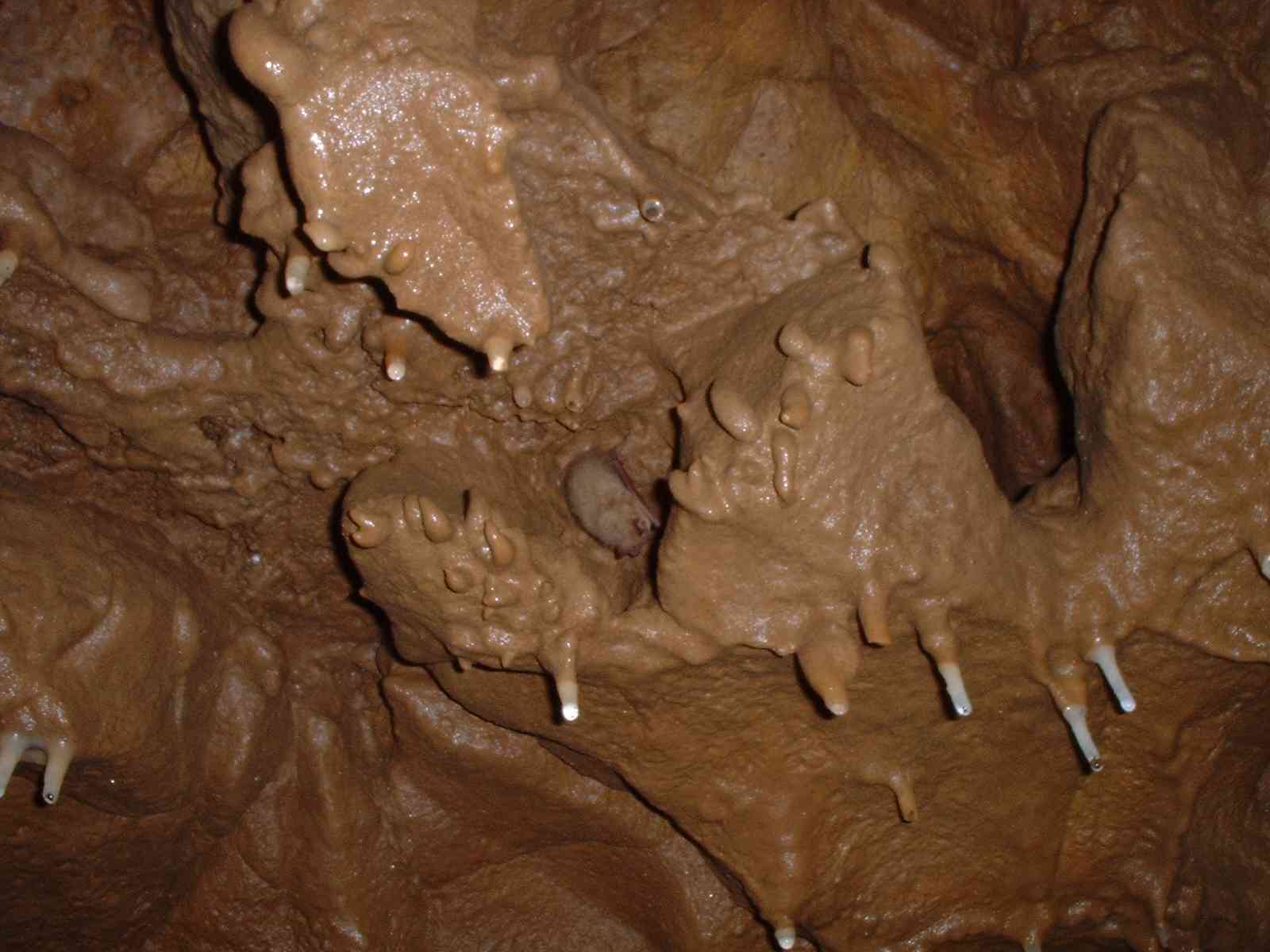 Bat among angled stalactites
